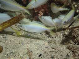 Image of Blowhole perch