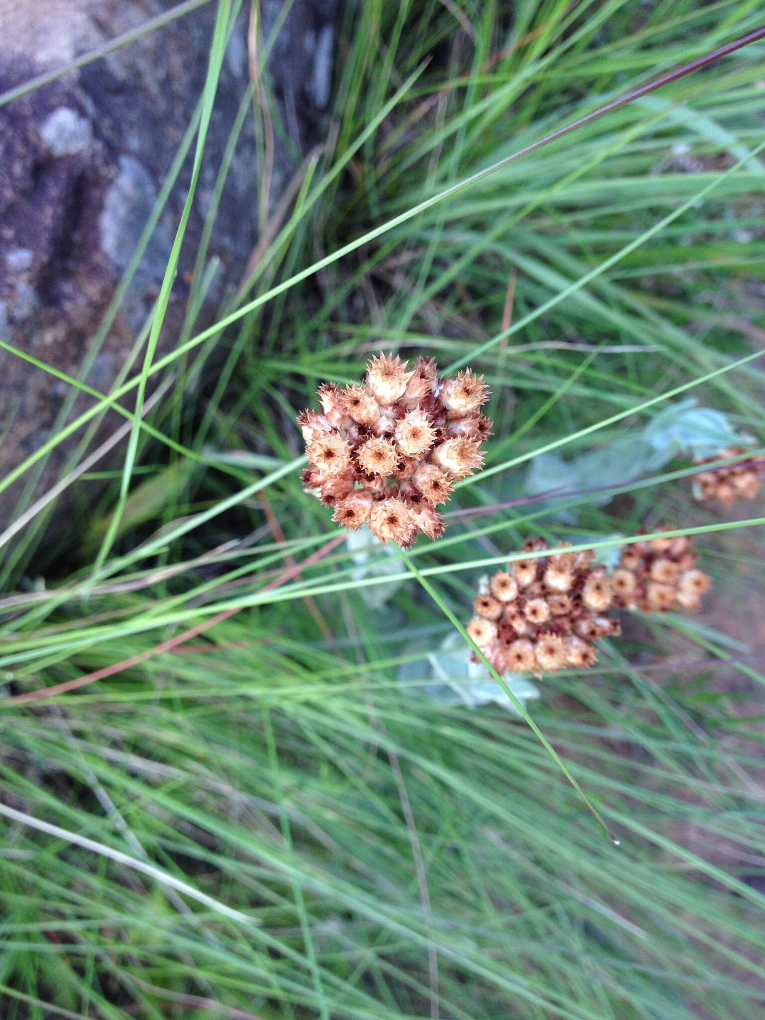 Sivun Helichrysum appendiculatum (L. fil.) Less. kuva