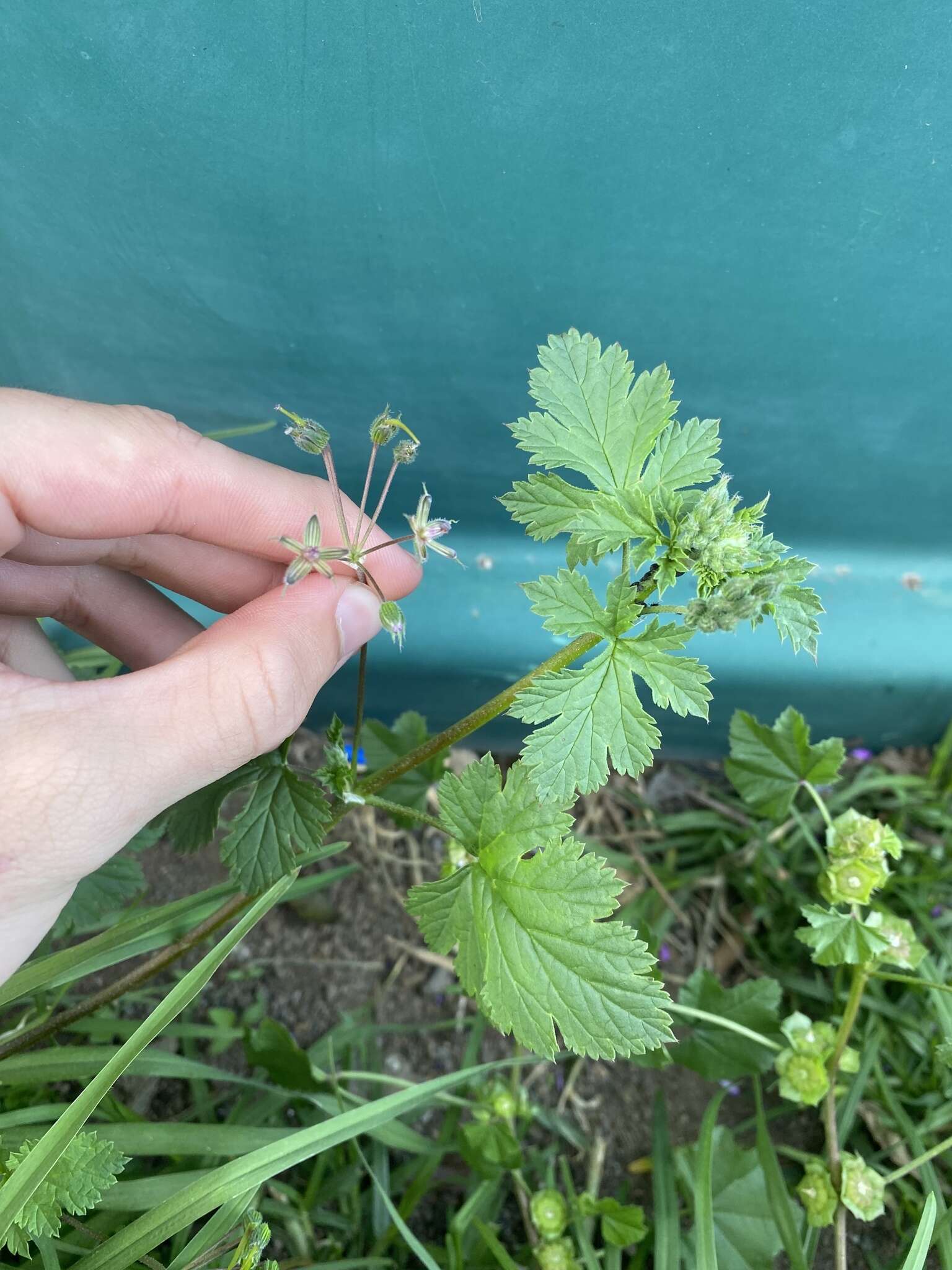 Image of Erodium chium (Burm. fil.) Willd.