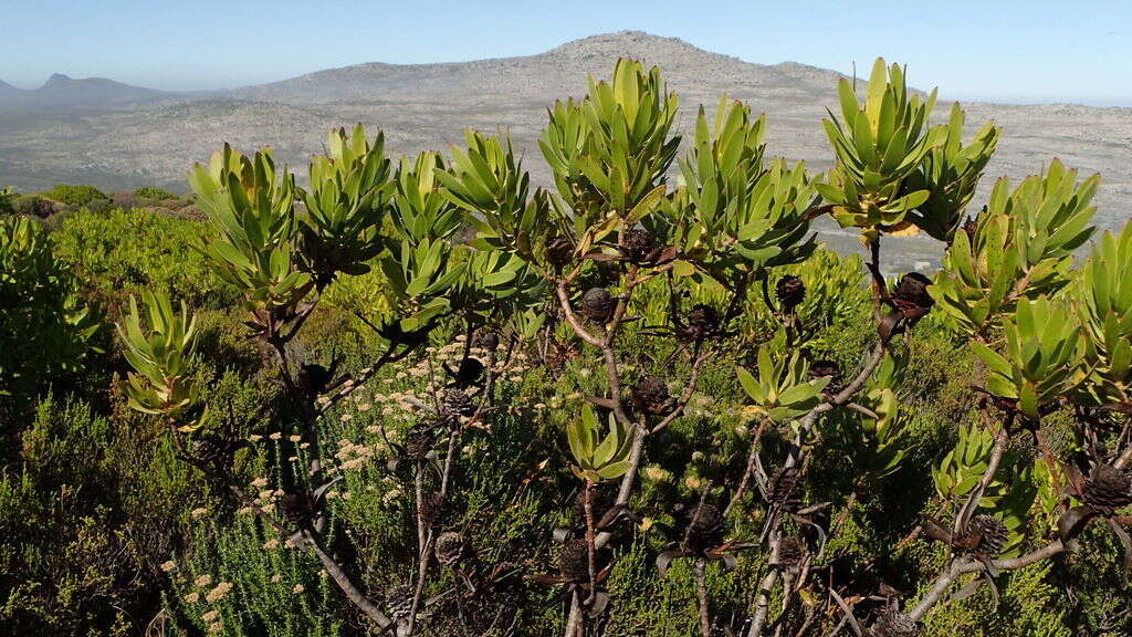 Image de Leucadendron laureolum (Lam.) Fourc.