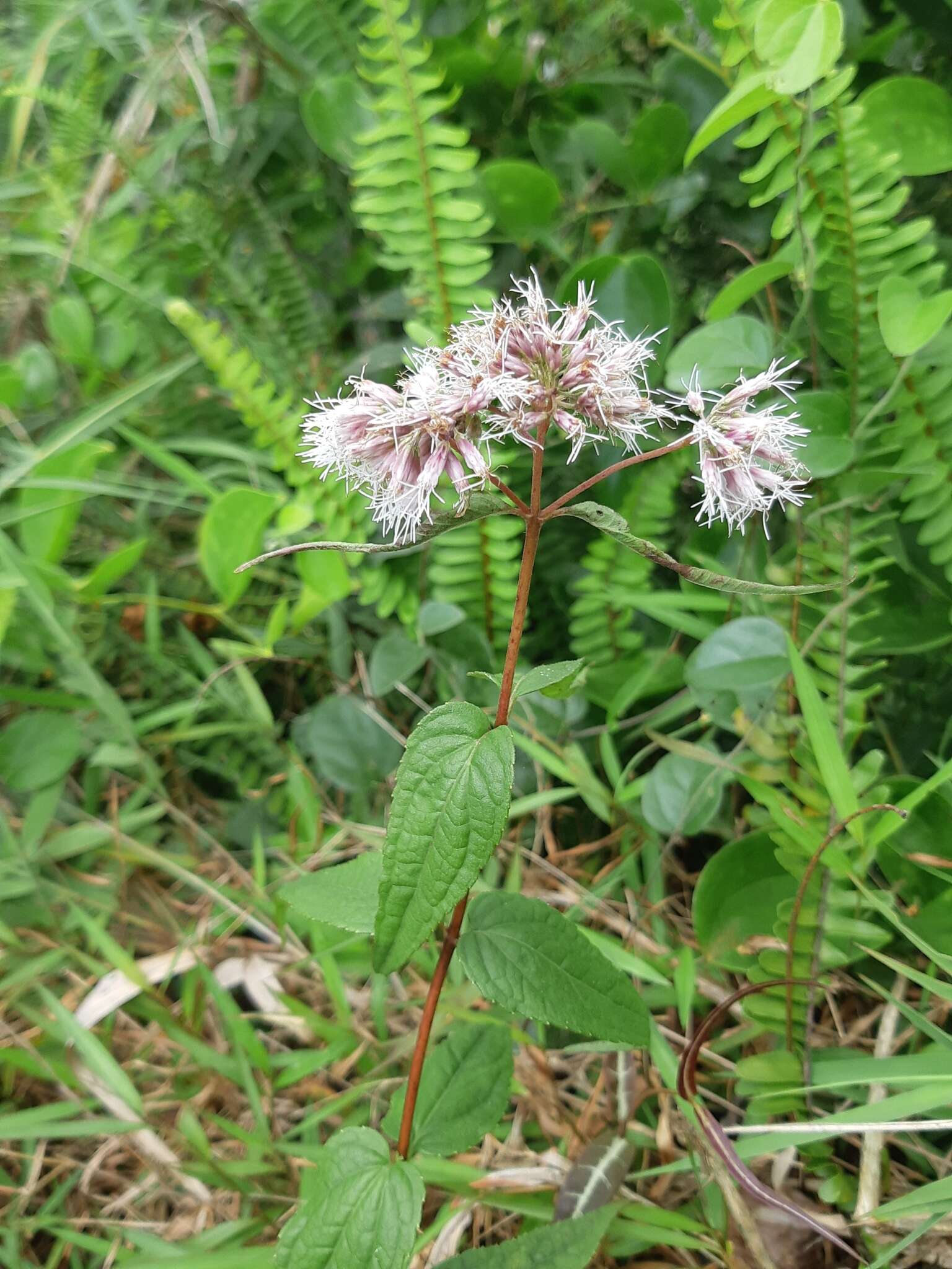 Image of <i>Eupatorium shimadae</i>