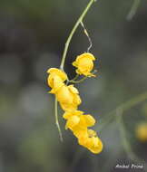 Senna pachyrrhiza var. pendula resmi