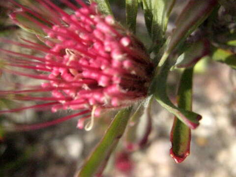 Image of Leucospermum saxatile (Salisb. ex Knight) Rourke