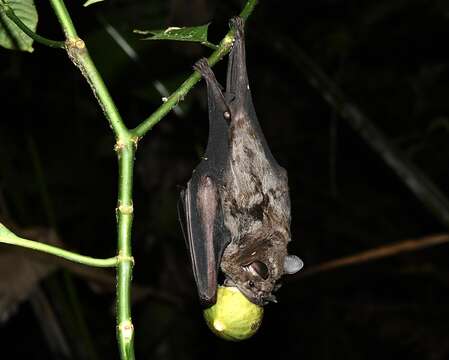 Image of Flat-faced Fruit-eating Bat