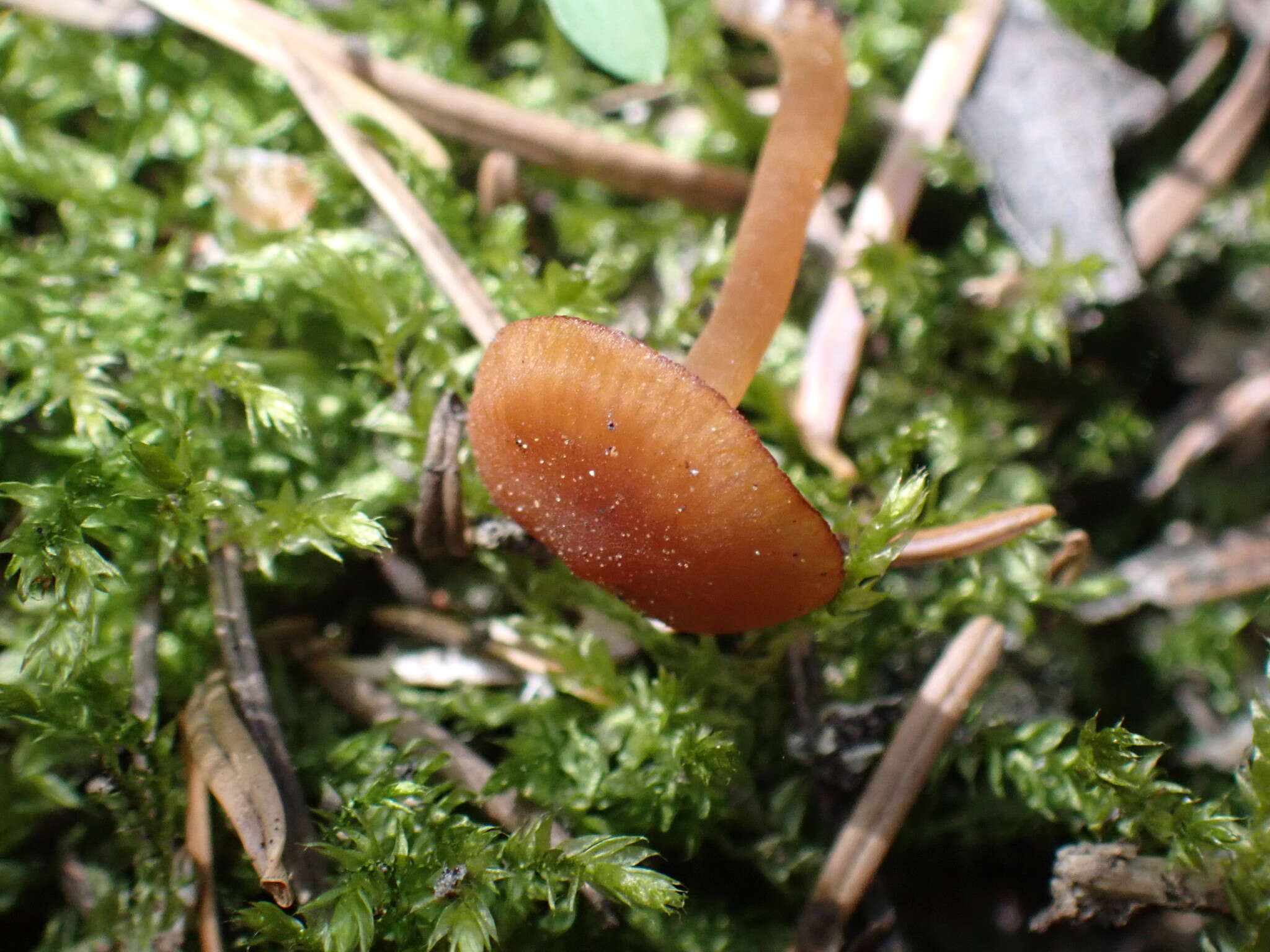 Image of Rhodophana nitellina (Fr.) Papetti 2014