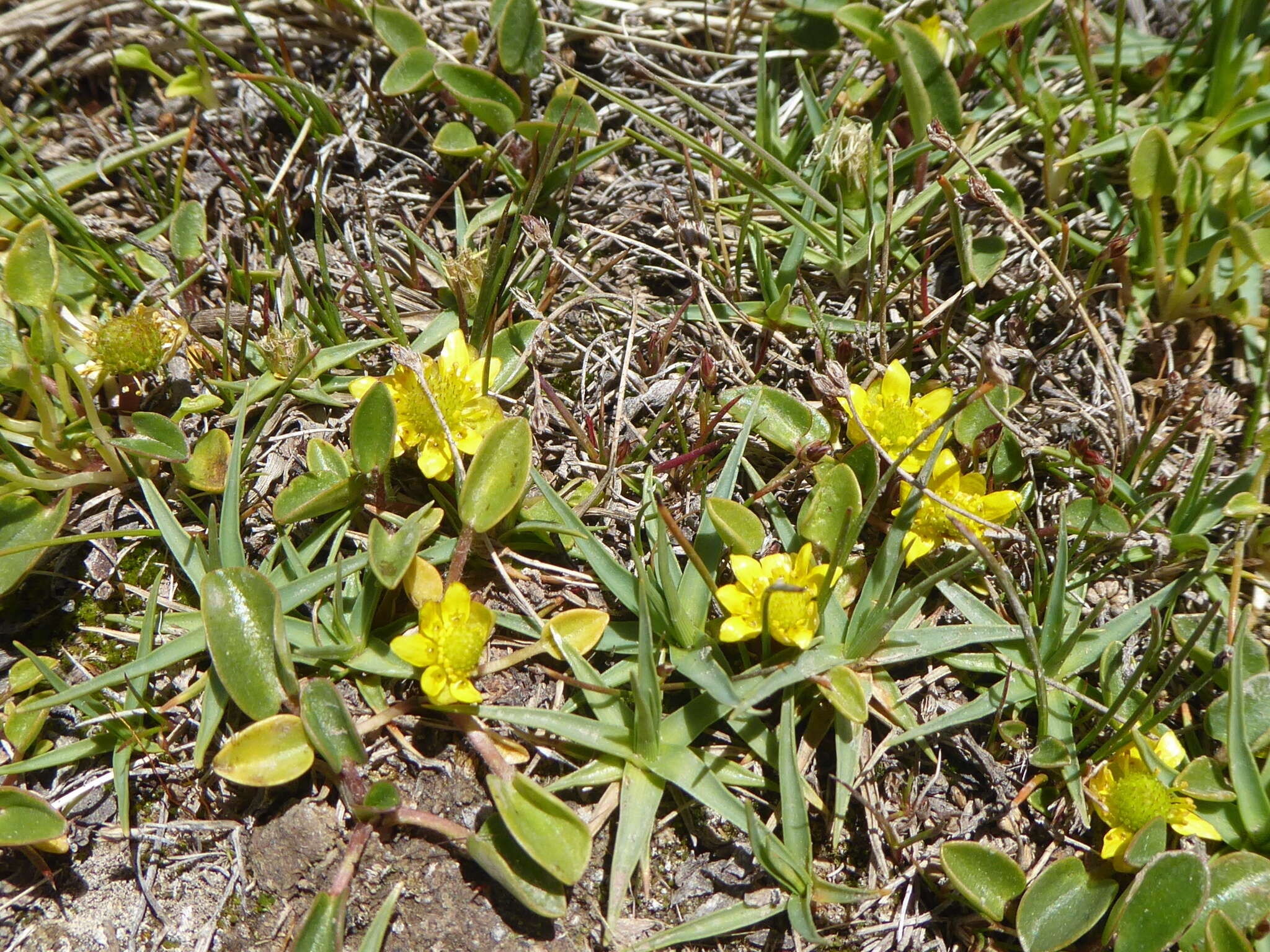 Image of Halerpestes uniflora (Phil. ex Reiche) Emadzade, Lehnebach, P. J. Lockh. & Hörandl