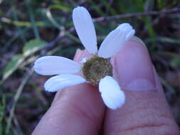 Tanacetum poteriifolium (Ledeb.) Grierson的圖片