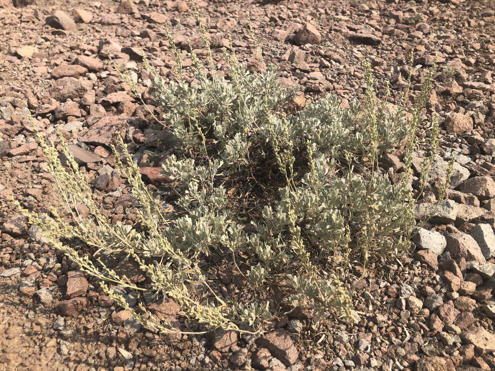 Image of low sagebrush