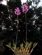 Image of Laelia superbiens Lindl.