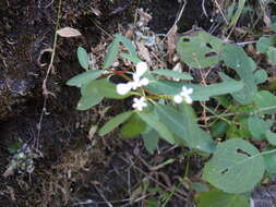 Image of Euphorbia ariensis Kunth