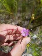 Image of smallflower false foxglove