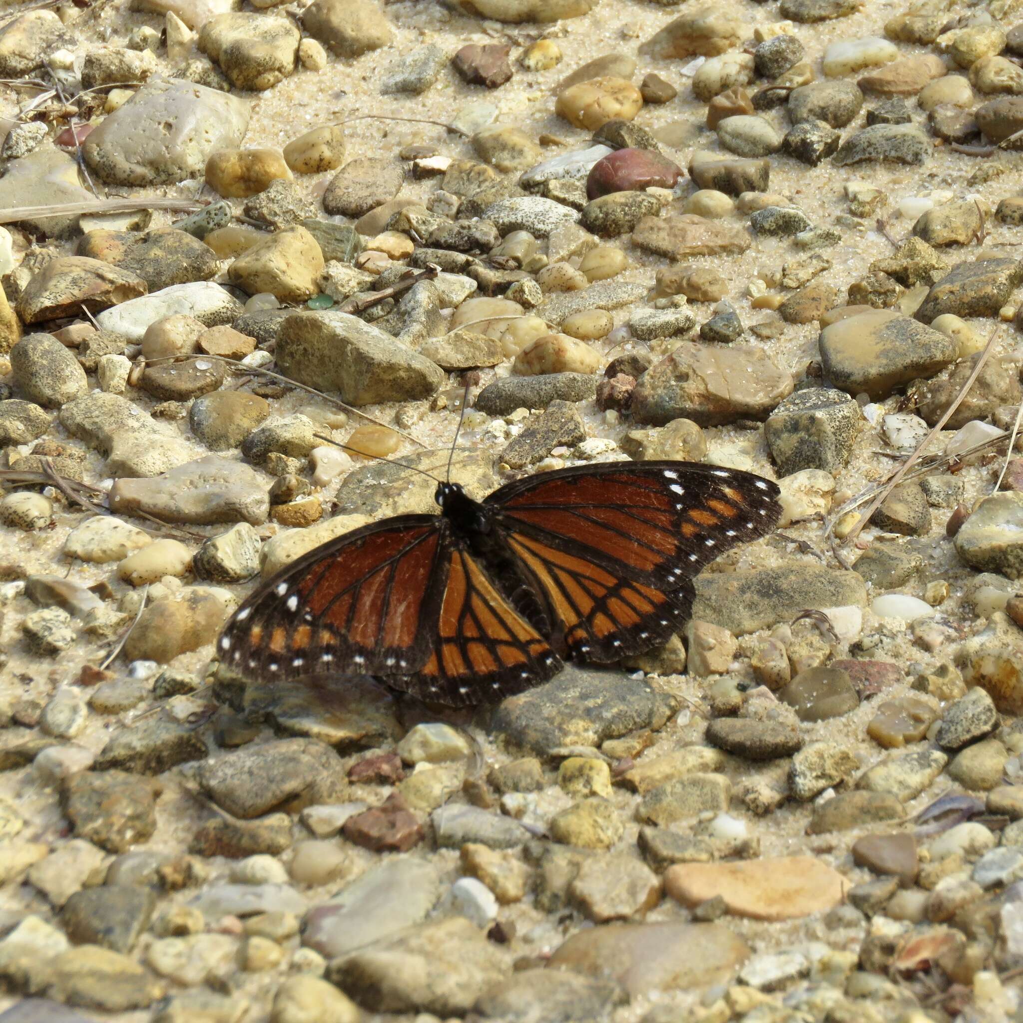 Limenitis archippus watsoni Dos Passos 1938的圖片