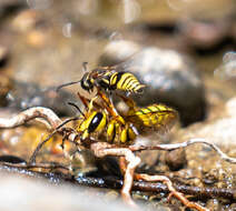 Imagem de Anthidium illustre Cresson 1879