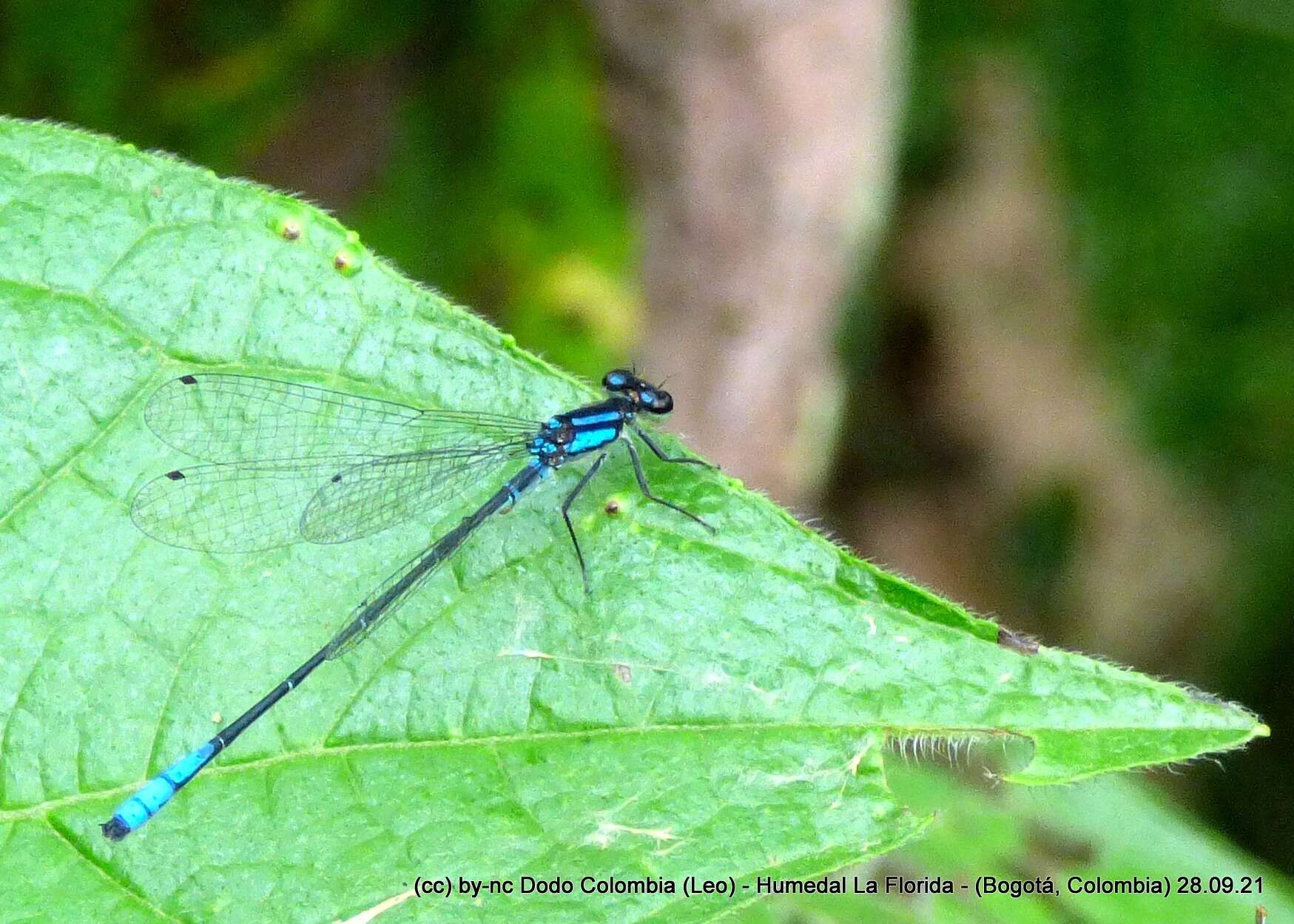 Image de Mesamphiagrion laterale (Selys 1876)