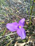 Image of Patersonia sericea R. Br.