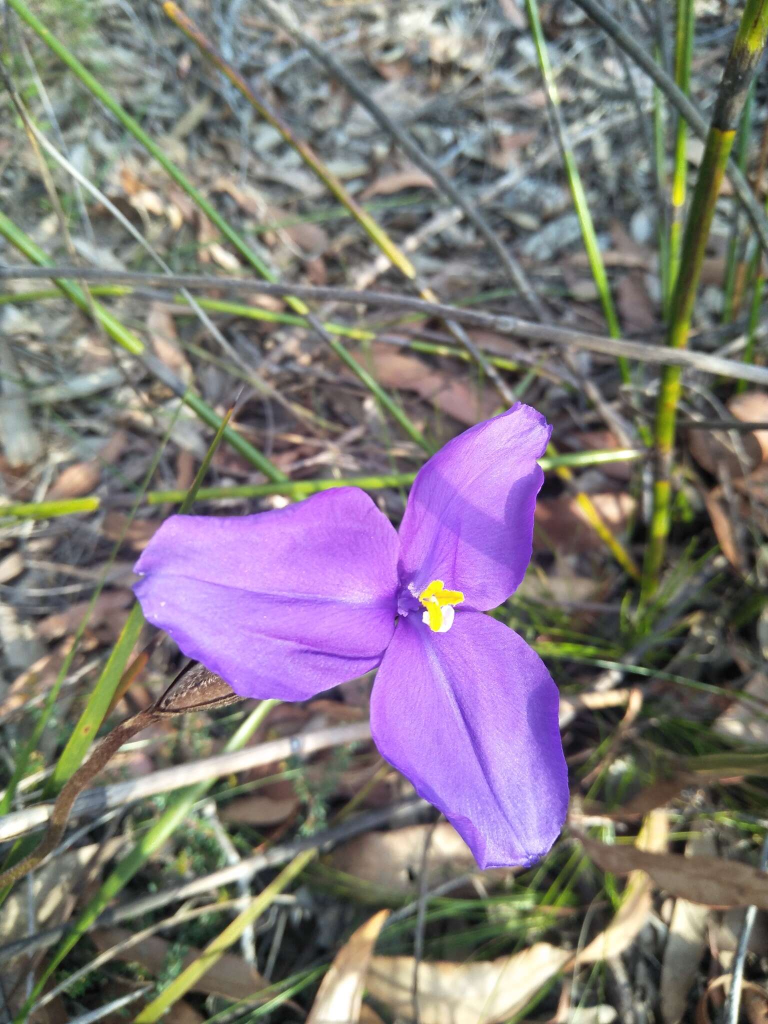 Image of Patersonia sericea R. Br.