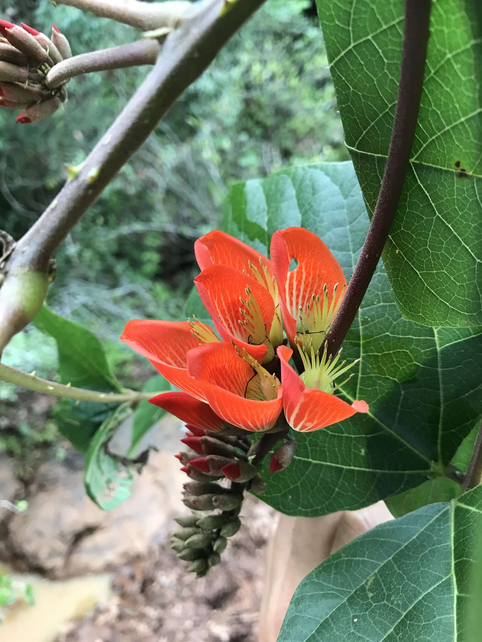 Image of Erythrina breviflora DC.