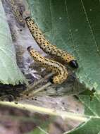 Image of Southern Ugly-nest Caterpillar Moth