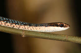 صورة Dendrelaphis subocularis (Boulenger 1888)