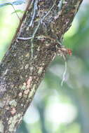 Image of leafless bentspur orchid