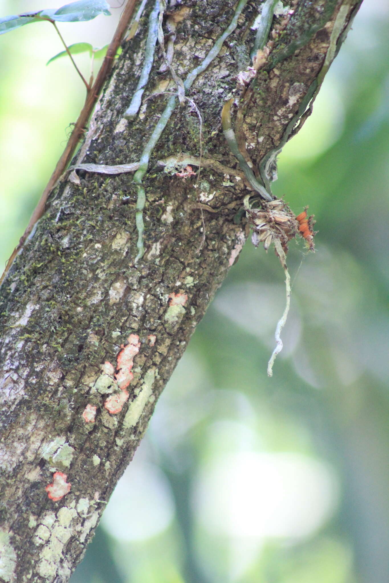 Image of leafless bentspur orchid