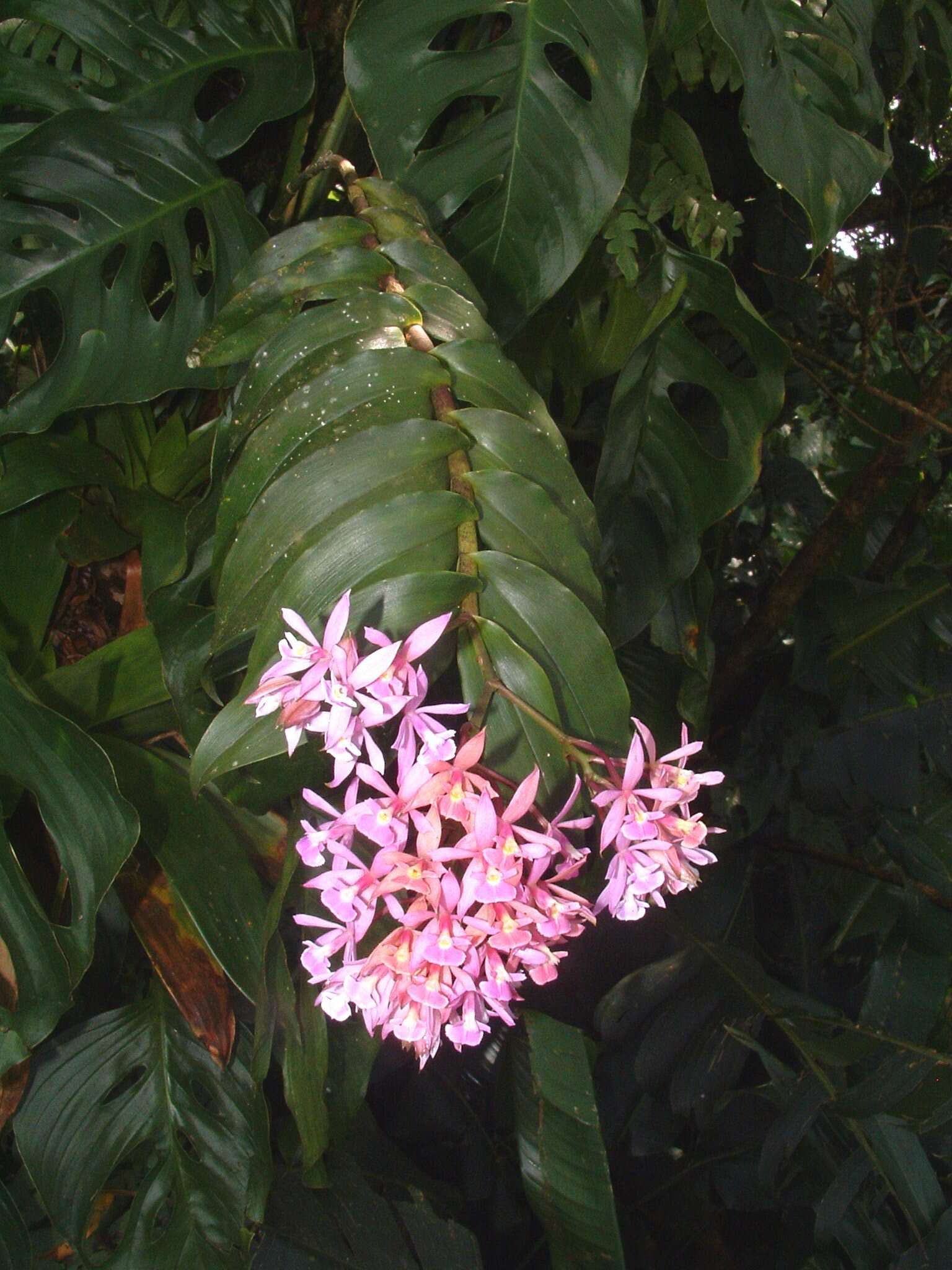 Image of Epidendrum pansamalae Schltr.