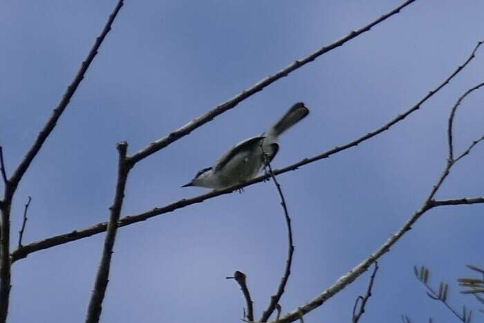 Polioptila plumbea parvirostris Sharpe 1885 resmi