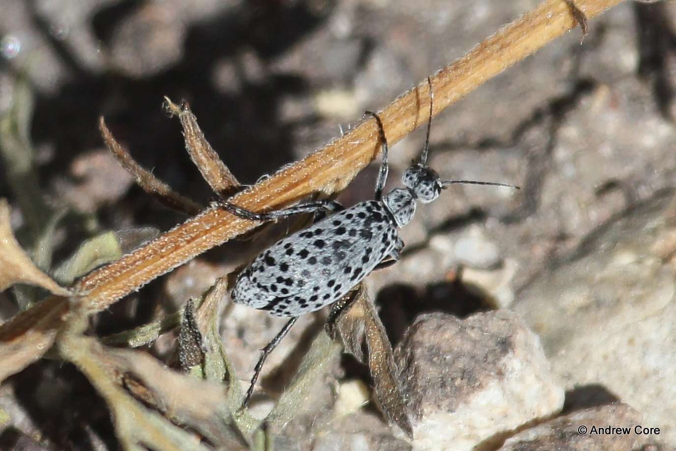 Слика од Epicauta (Epicauta) maculata (Say 1823)