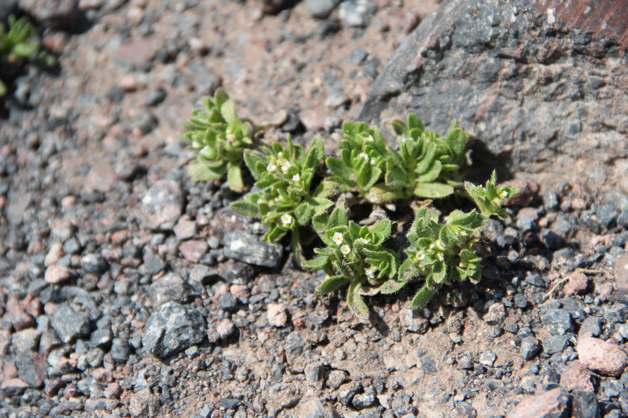 Imagem de Myosotis involucrata Stev.