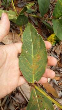 Image of Palicourea coriacea (Cham.) K. Schum.