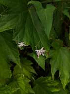 Persicaria senticosa (Meisn.) H. Gross的圖片