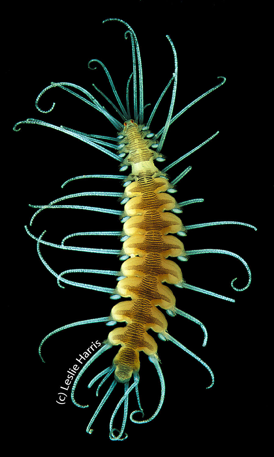 Amblyosyllis rhombeata Grube 1857 resmi