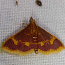 Image of Pyrausta cruoralis Warren 1895