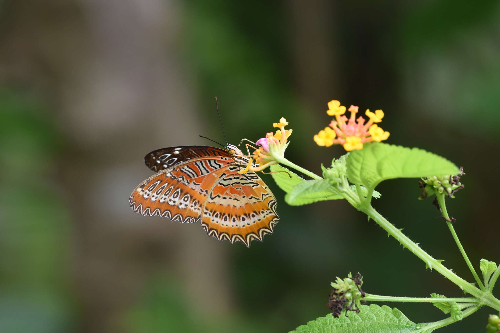 Cethosia biblis Drury 1770 resmi