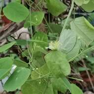 Image de Passiflora henryi Hemsl.