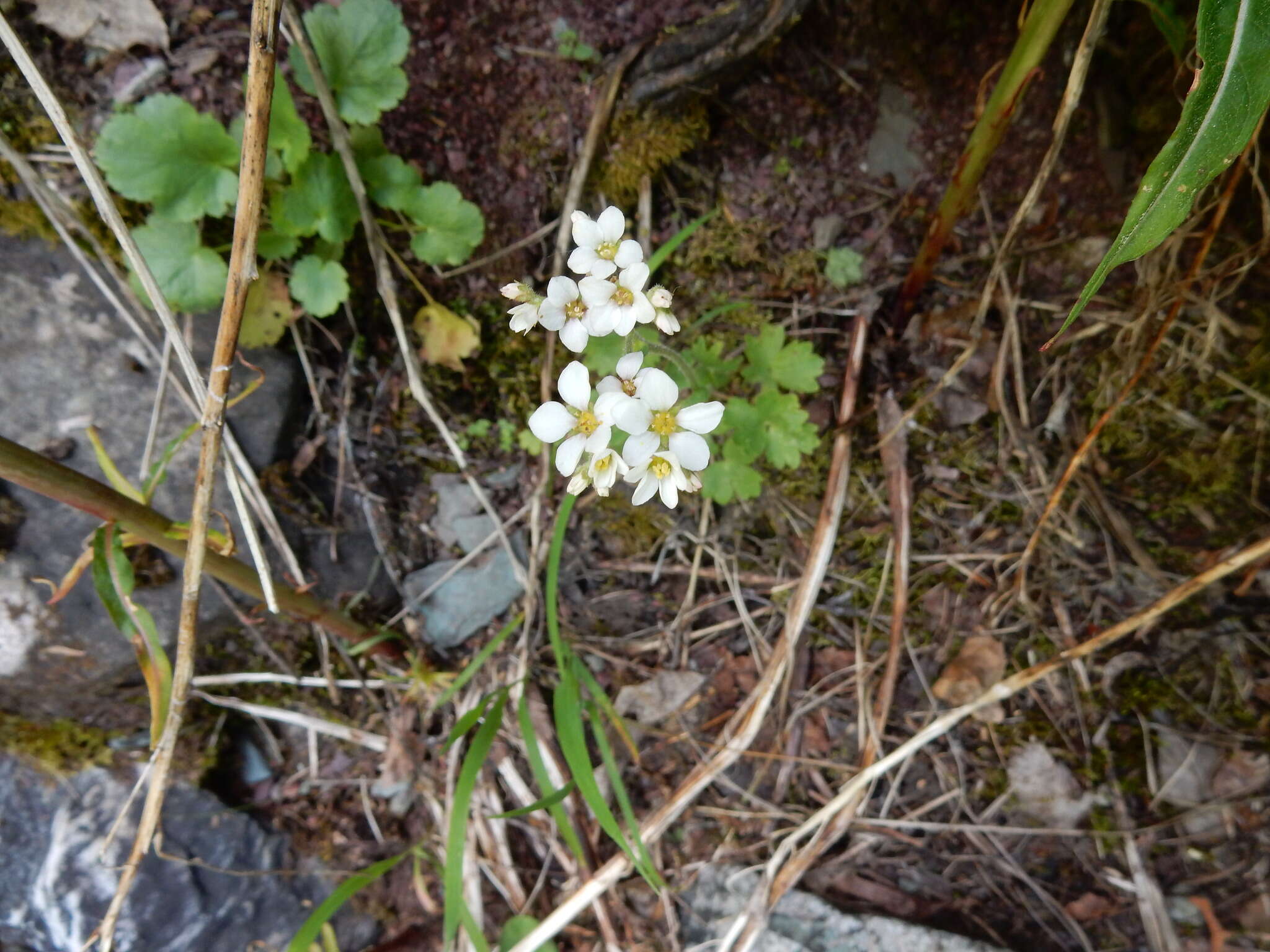 Imagem de Suksdorfia ranunculifolia (Hook.) Engl.