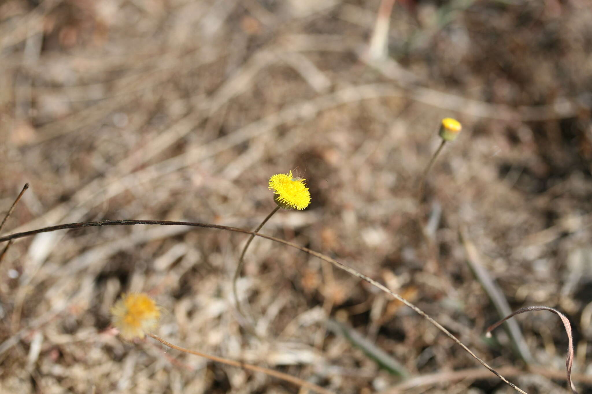 Image of Blumea integrifolia DC.