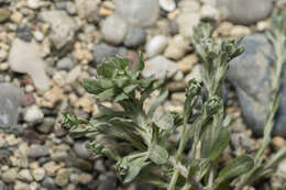 Image of broad-leaved cutweed