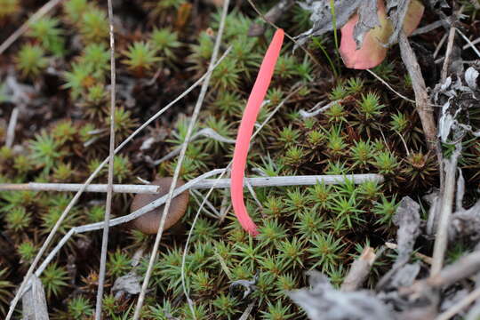 Image of Clavaria rosea Fr. 1821