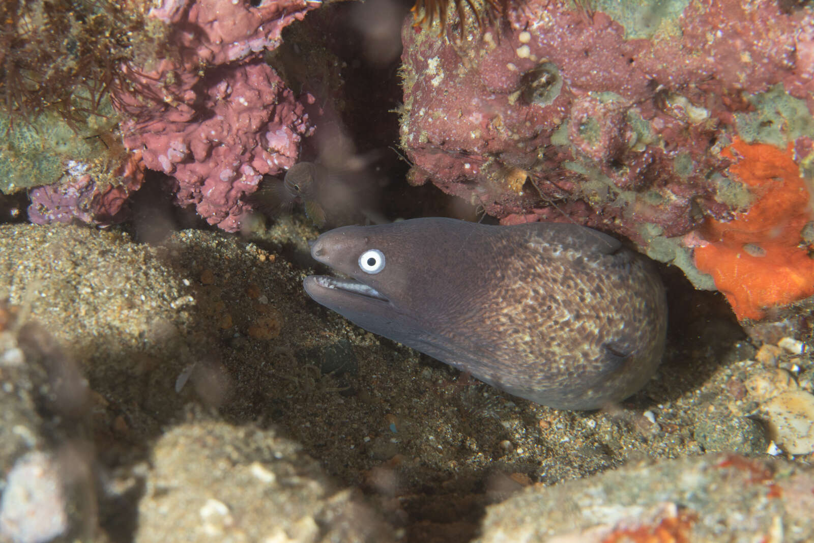 Image of Greyface moray