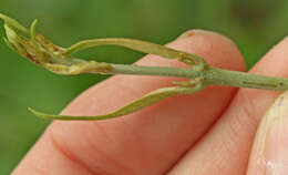 Image de Banisteriopsis caapi (Spruce ex Griseb.) Morton