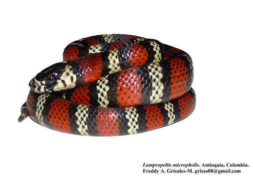 Image of Lampropeltis micropholis Cope 1860