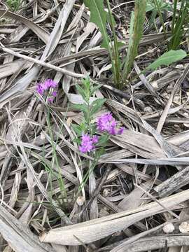 Image of plains onion