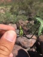 Image de Ipomoea barbatisepala A. Gray