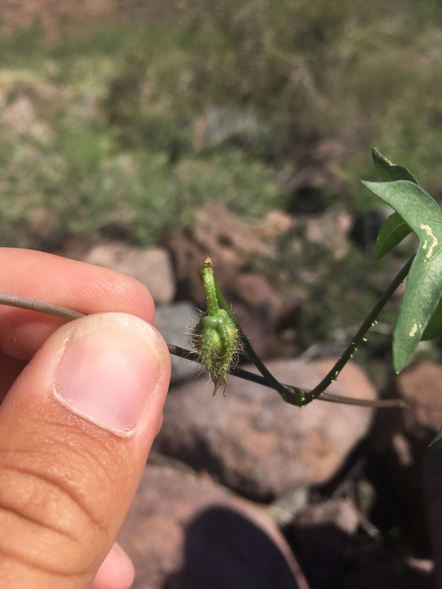 Image de Ipomoea barbatisepala A. Gray