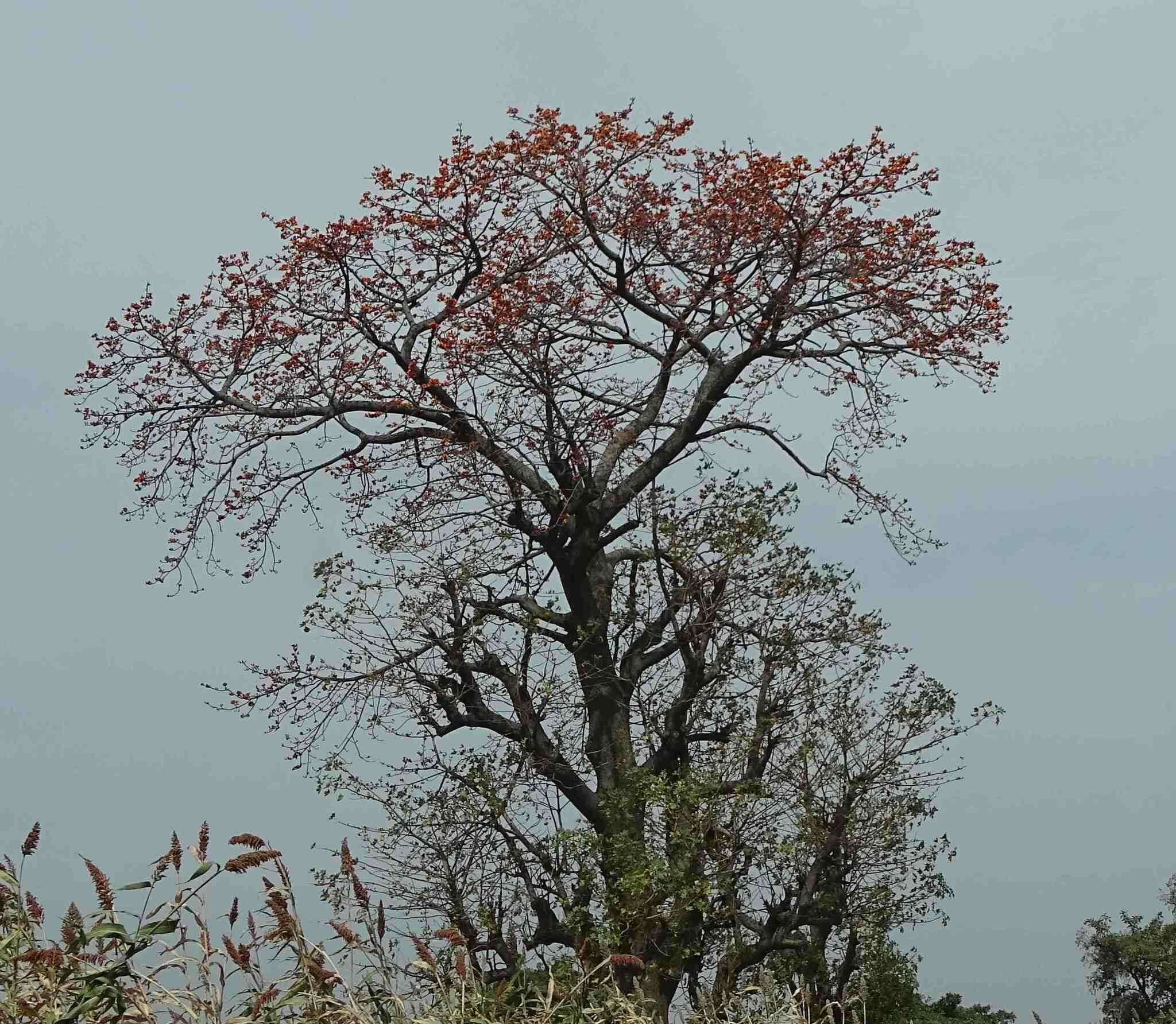 Image of Red Silk Cotton