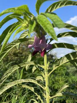 Image of Sesamum indicum subsp. malabaricum (Burm.) Bedigian