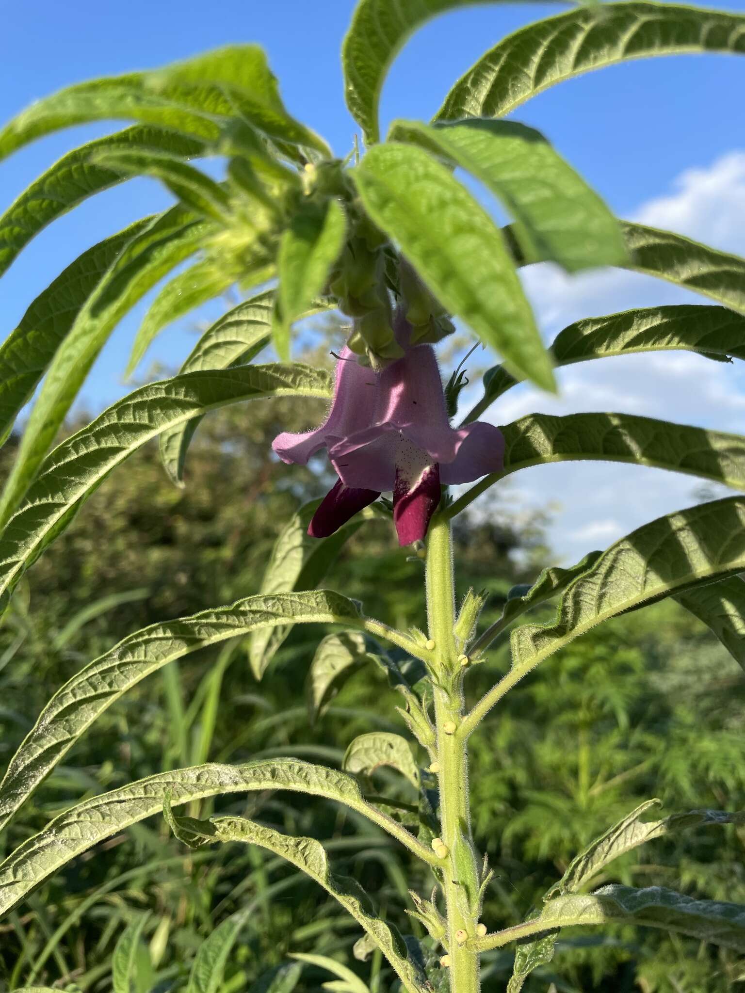 Sesamum indicum subsp. malabaricum (Burm.) Bedigian的圖片