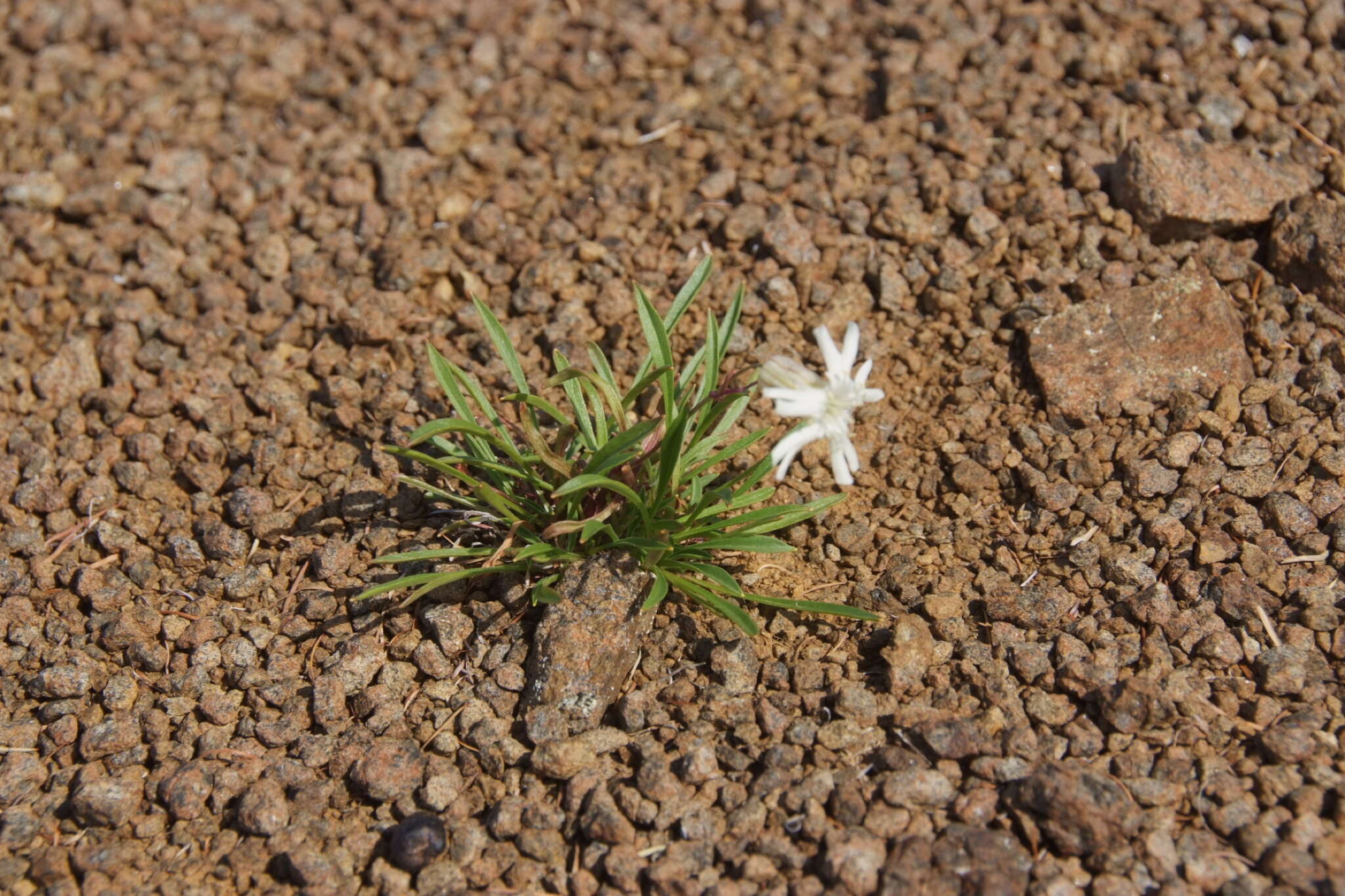 Image of Silene paucifolia Ledeb.