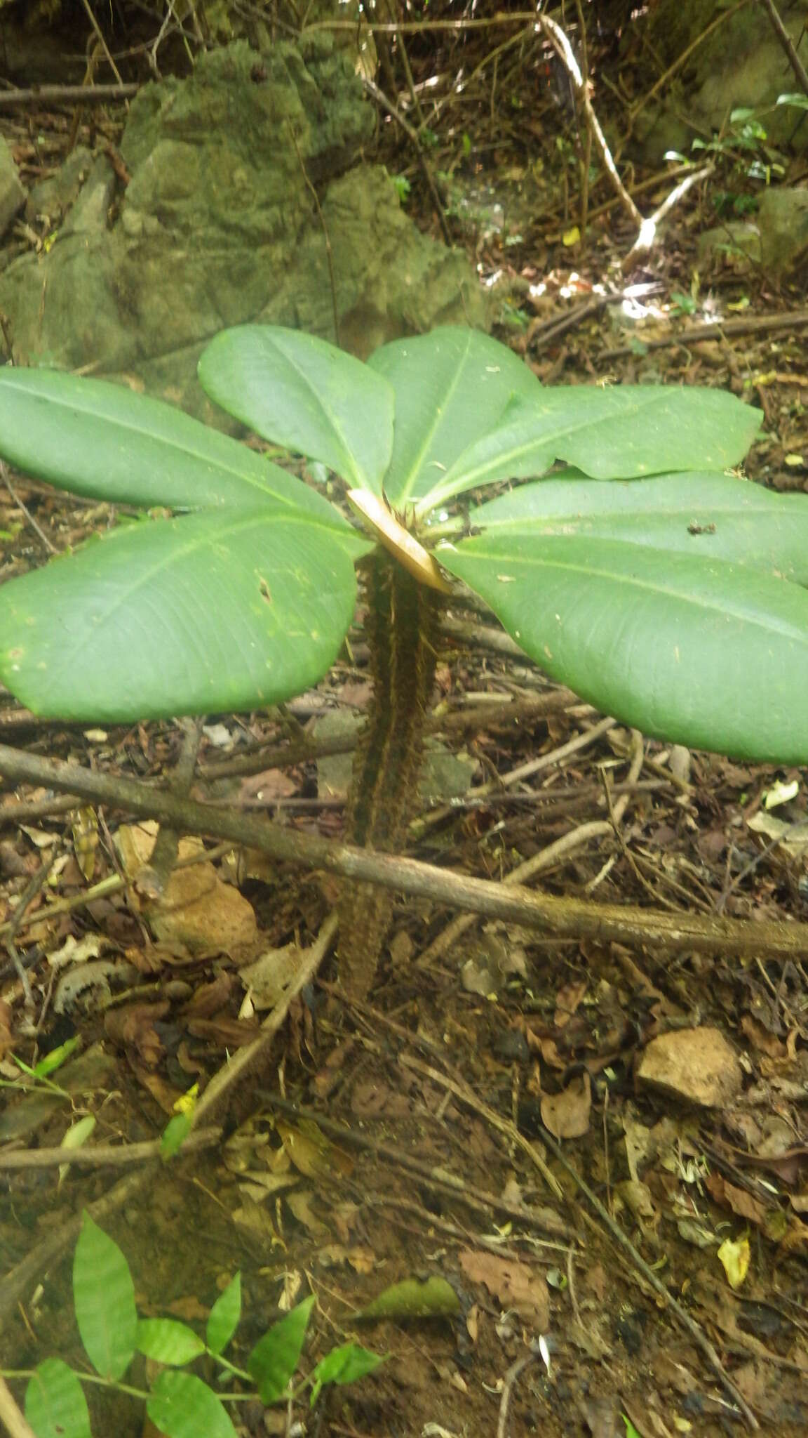 Euphorbia viguieri Denis resmi